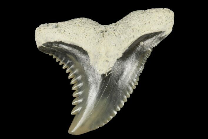 Snaggletooth Shark (Hemipristis) Tooth - Aurora, NC #180135